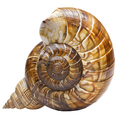 Poster - Macro photography of spiral brown snail shell on transparent background