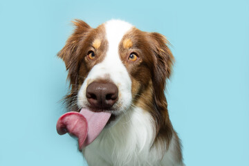 Wall Mural - Funny portrait  hungry Australian Shephered puppy dog licking its lips with tongue. Isolated on blue pastel background