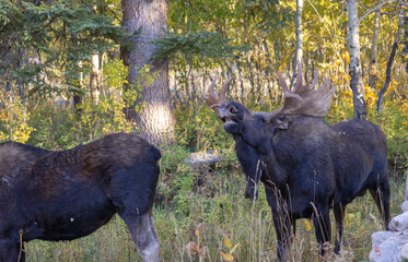 Wall Mural - Bull Moose During the Rut in Autumn in Wyoming