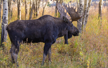 Sticker - Bull Moose During the Rut in Autumn in Wyoming