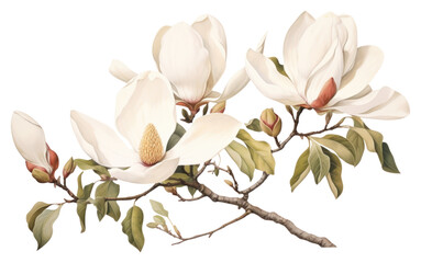 Poster - PNG Botanical illustration Magnolia vintage flowers magnolia blossom plant.