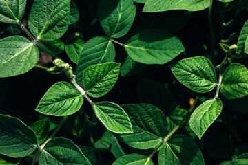 Soybean plants in a field close-up in bright sunlight. Agricultural field with soy. Green background, selective focus. Top view