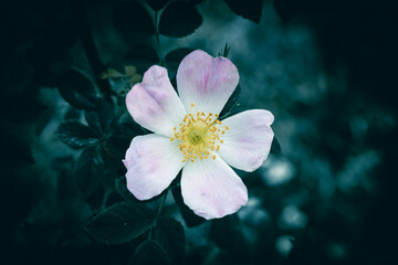 Wall Mural - A close up of a white and pink Dog Rose flower in bloom