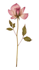 Poster - PNG Rosa campanulata Pressed flower blossom petal plant.