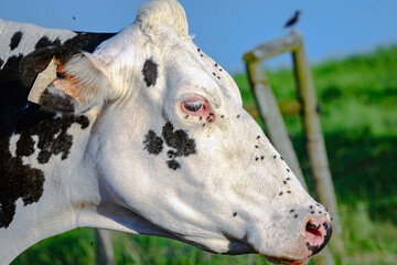 Wall Mural - Holstein cow with face flies - close up