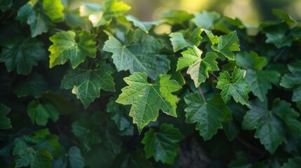 Wall Mural - Lush grape leaves displaying vibrant green foliage in sunny vineyard