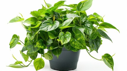 Wall Mural - Lush pothos indoor plant in black pot with vibrant green foliage