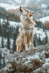 Canvas Print - A wolf howls at the top of a rocky mountain. AI.