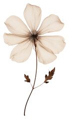 Canvas Print - PNG Real Pressed a blossom flower drawing sketch.