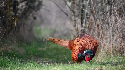 Wall Mural - Male common pheasant Phasianus colchicus in the wild. Close up. The bird is looking for food.