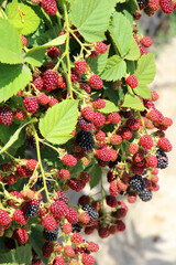 Sticker - On the branch ripen the blackberries (Rubus fruticosus)