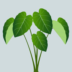 Wall Mural - Fresh leaves of taro plant isolated on green background..eps