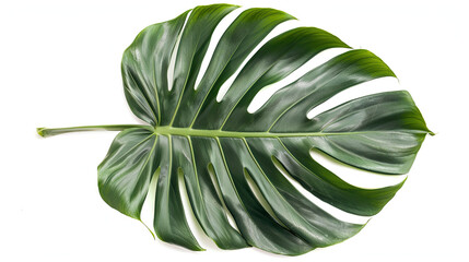 Canvas Print - Tropical Palm Leaf Isolated on White Background, Lush Green Palm Frond, Exotic Plant Detail, Vibrant Leaf Texture, Clean and Fresh Design, Nature's Greenery, High-Resolution Palm Leaf Image