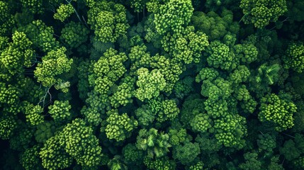 Canvas Print - An aerial view of a dense forest canopy, showcasing the interconnectedness of nature and the beauty of natural patterns. The image symbolizes growth, renewal, and the importance of conservation.