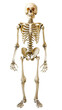 © Milano - Human skeleton png.