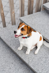 Wall Mural - Cute Jack Russell Terrier dog outdoors in the city on a sunny day. Adorable puppy Jack Russell Terrier dog and his owner enjoying time together