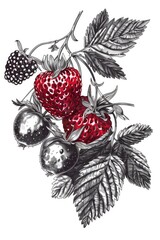 Poster - A cluster of juicy berries growing on a branch, perfect for a food or nature-themed image