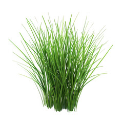 Wall Mural - Green Grass Clump