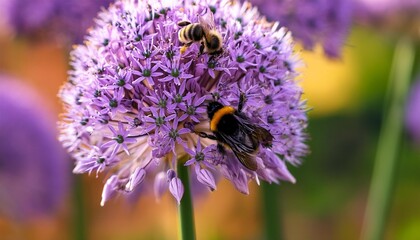 Poster - bumble bee pollinates german garlic purple flower