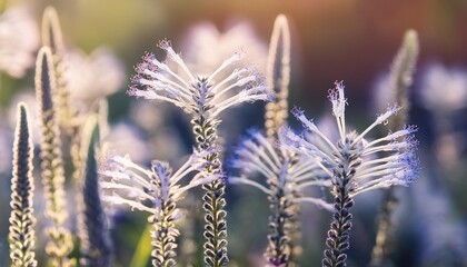 Poster - blurred floral background perovskia atriplicifolia llacey bluer