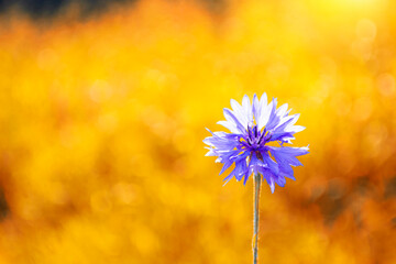 Wall Mural - centaurea cyanus. blue flowers of cornflowers. floral abstract background.