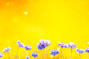 Wall Mural - centaurea cyanus. blue flowers of cornflowers. floral abstract background.