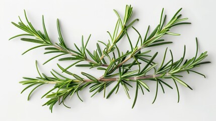 Poster - This image showcases a bundle of fresh rosemary sprigs laid on a white background, emphasizing their green, fragrant, needle-like leaves, perfect for garnishing and culinary preparations.