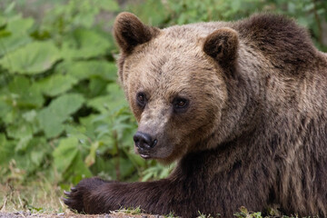 Brown bear portrait