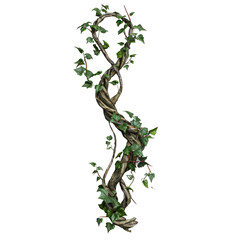 wild twisted liana vines on tree branch isolated on transparent background with clipping path.