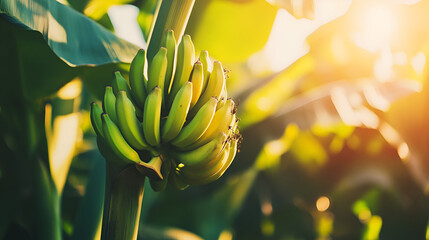 Poster - A Bunch of Green Bananas Growing on a Tree Branch in the Sunshine