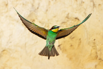 Wall Mural - European bee-eater Merops Apiaster in the wild