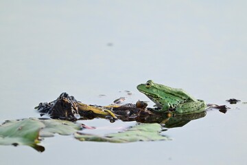 Wall Mural - Green Marsh Frog in the pond. Pelophylax ridibundus