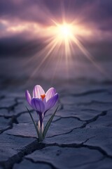 This purple flower grows through a crack in arid soil. Here is an example of Growth in Difficult Conditions.