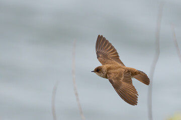 Wall Mural - Northern Rough-Winged Swallow in Flight on a Sunny Day