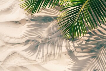 Poster - A palm tree stands tall with its shadow falling on the sandy beach, perfect for use in travel or tropical-themed projects