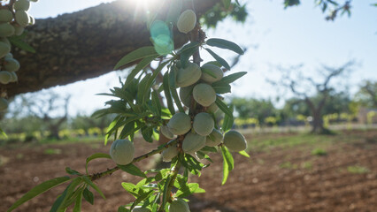 Wall Mural - Almond tree, prunus dulcis, with green almonds on branches in a sunny puglia orchard.