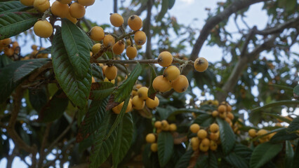 Wall Mural - Clusters of ripe loquat fruits hanging from branches with lush green leaves during a sunny day in puglia, italy.