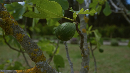 Wall Mural - A fig tree branch displaying a ripe fig and green leaves, captured outdoors in puglia, italy, highlighting the natural setting with vibrant details of lichen-covered bark.