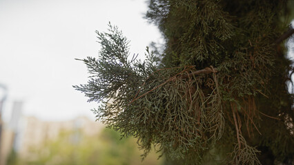 Wall Mural - Close-up of a mediterranean juniper branch, with soft bokeh of murcia's nature in spain, depicting the local flora.