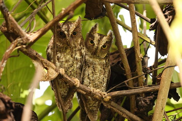 Wall Mural - The Sulawesi scops owl (Otus manadensis) is an owl found on the Sulawesi island of Indonesia. This photo was taken in Tangkoko national park.