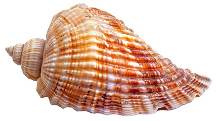 Poster - A close-up view of a shell on a white background