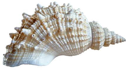 Poster - A close-up shot of a shell on a plain white background