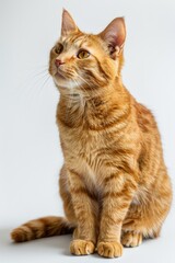 Poster - A close-up of an orange tabby cat sitting on a white surface, with its fur and eyes visible