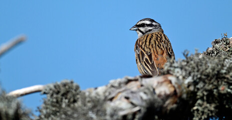 Canvas Print - Zippammer // Rock bunting (Emberiza cia)