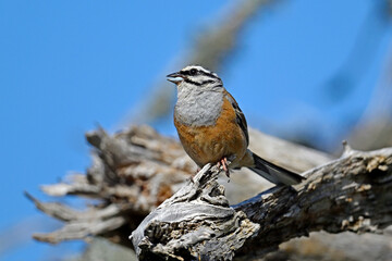 Sticker - Zippammer // Rock bunting (Emberiza cia)