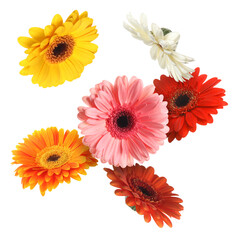 Wall Mural - Colorful gerbera flowers in air on white background