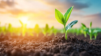 A small green plant is growing in the dirt. The sun is setting in the background, casting a warm glow over the scene