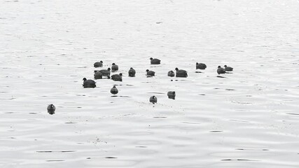 Wall Mural - American Coots, swimming on lake during fall migration.