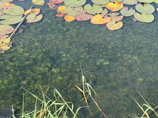 Canvas Print - Ceratophyllum demersum in fish pond