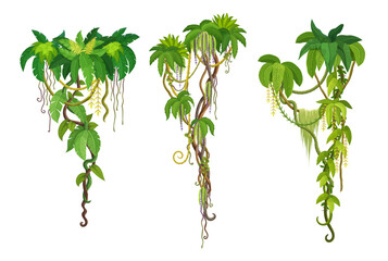 Wall Mural - tropical jungle liana vine branches of ivy or creeper plant with green hanging leaves, cartoon vecto